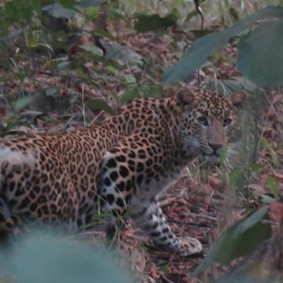 Leopard